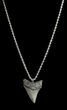 Fossil Angustiden Tooth Necklace - Megalodon Ancestor #36581-1